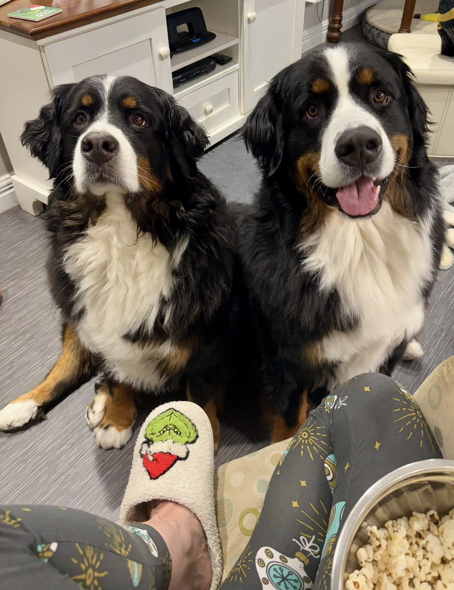 Popcorn eating views when you are owned by two #BerneseMountainDog 🤣