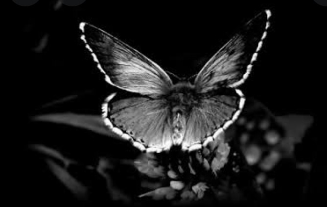 كيف لذكري ماتت 
أن تحيا ،، ب صدفه ،، !!