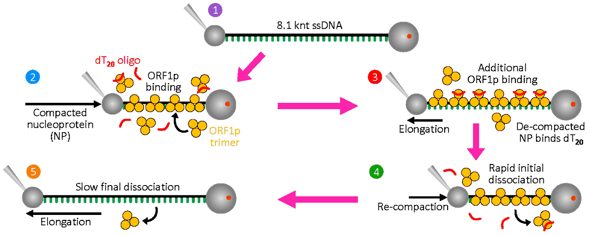 Williams Lab tweet media