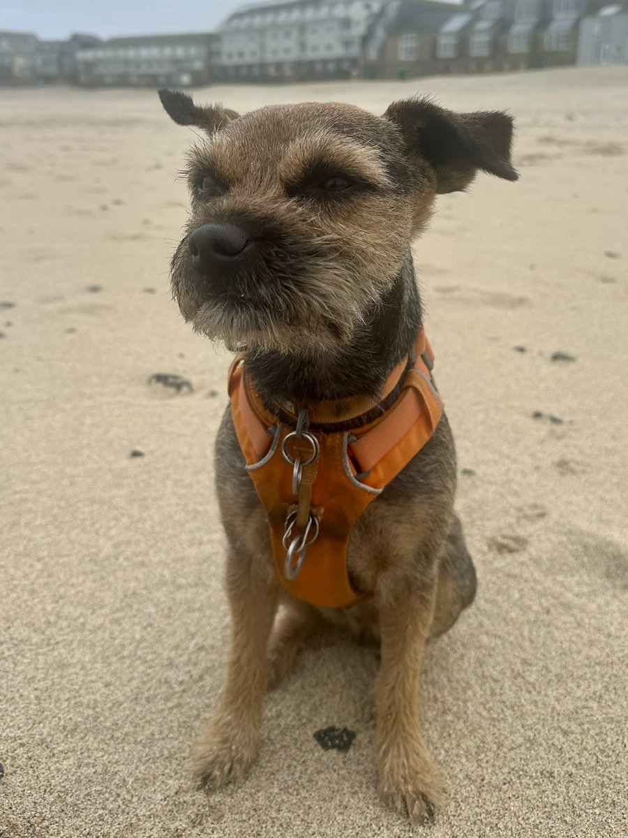 9boomer's tweet photo. Nearly list me earz in St Ives today pals 😬🐾 #BTPosse #dog #wind #earflappage #Cornwall #StIves #beachlife https://t.co/SJdx1o47oi