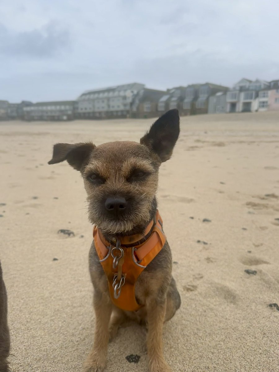 9boomer's tweet photo. Nearly list me earz in St Ives today pals 😬🐾 #BTPosse #dog #wind #earflappage #Cornwall #StIves #beachlife https://t.co/SJdx1o47oi