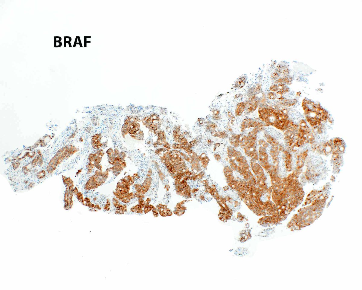 Innovative Science Press tweet media