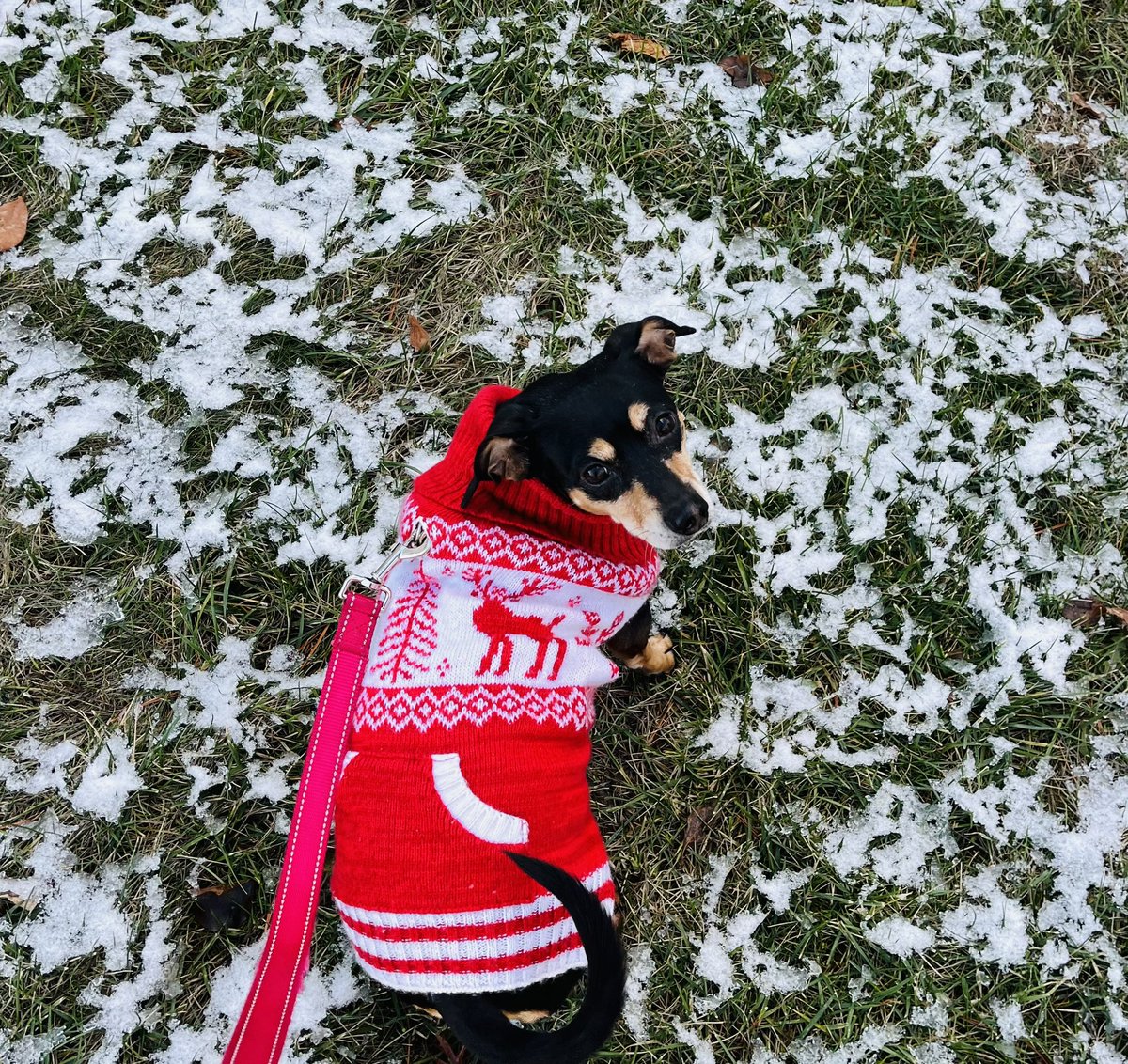 Happy first day of winter…

Who doesn’t like a wiener dog in a sweater