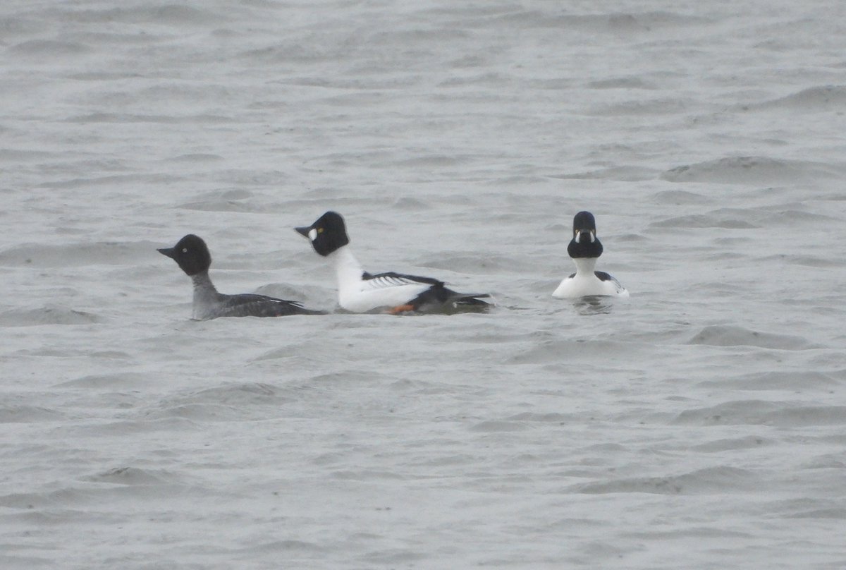 Duncan Bye tweet media