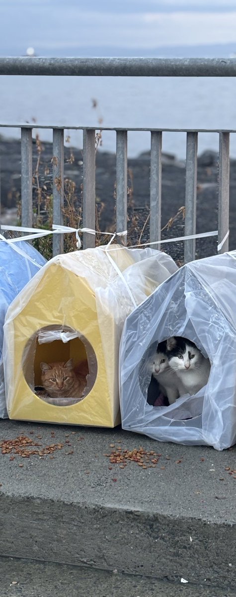 meraldanyildiz's tweet photo. Bir süredir sahil kenarlarına kedi evi yapmak istiyordum. 20 tane temin ettik; güzelce sardık, uçmayacak şekilde yerleştirip bağladık. Kediler hemen içlerine doluştu, o kadar mutlu oldular ki…

Bu havalarda güvende değiller. Bir kişi bile görüp heves eder diye paylaşmak istedim. https://t.co/X5BF8eaure