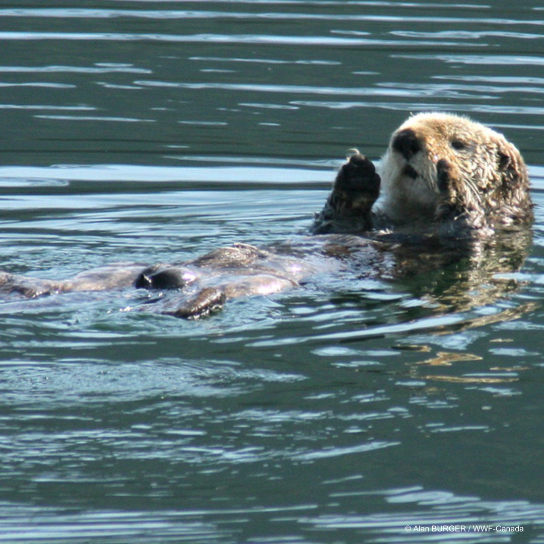 🎁 Besoin d'un cadeau de dernière minute? Nos cadeaux virtuels laissent une impression vivace en plus d’avoir un effet durable. 💯 Et 100 % de votre achat finance nos efforts pour conserver les habitats des espèces pour les générations à venir. wwf.ca/boutique