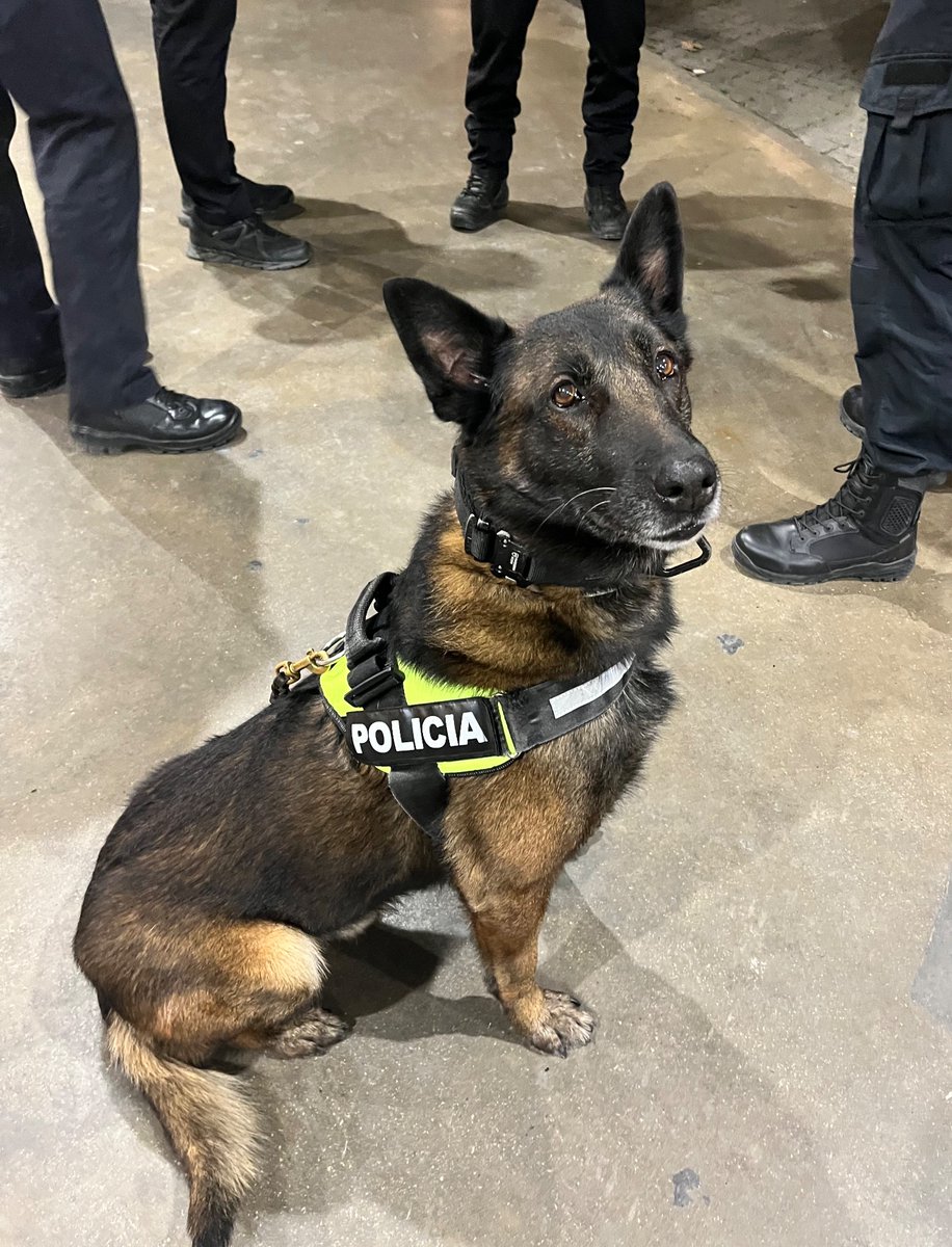 Ahir vam treballar per fer una ciutat més segura. 
Mira els ullets d’en Nemo! 
☺️
Ayer trabajamos para crear una ciudad más segura.
¡Mira los ojitos de Nemo! 
#perropolicia #policedog #policedogs #perrosdetectores #lladruc