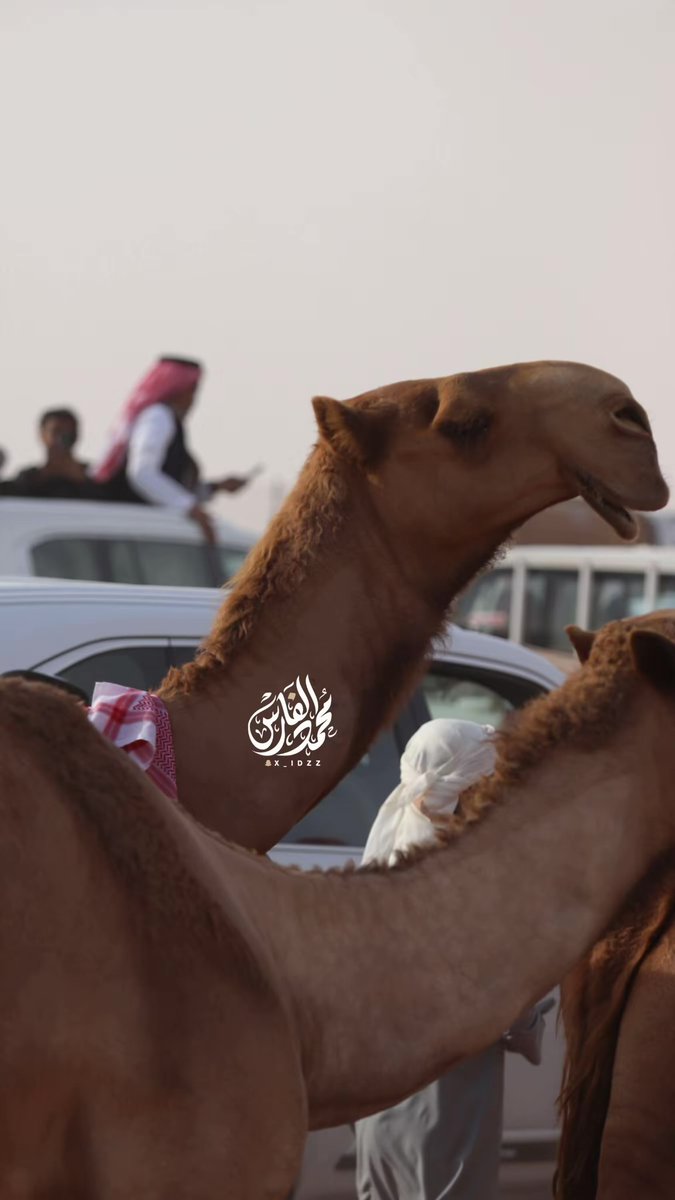 X_IDZZ's tweet photo. مشاركتي من تصوير لـ #سمو_الشعل 
للمالك : مشعل بن جدعان الزيادي
#مهيوبات_الشعل 
#مهرجان_الملك_عبدالعزيز_للابل9 #جائزة_الملك_عبدالعزيز_للابل9
 #عام_الابل_2024
@mishal_jad3an https://t.co/WN7GBvq8ti