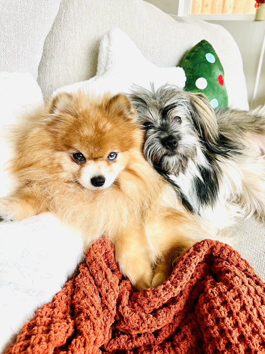 lizgainsexp's tweet photo. My babies, Matcha and Lychee 🐾🥰 https://t.co/73I8LJynAY