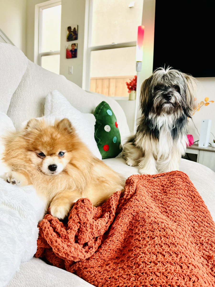 lizgainsexp's tweet photo. My babies, Matcha and Lychee 🐾🥰 https://t.co/73I8LJynAY