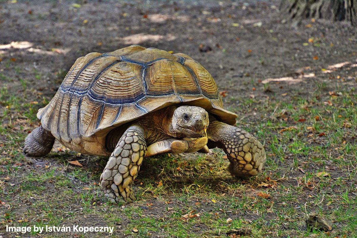 jan_kaptein's tweet photo. Alright folks, I'm becoming a **tortoise**! 🐢 

I've decided to channel my inner tortoise. I'm taking on the boring, the mundane, the "I'd-rather-watch-paint-dry" parts of lifestyle.💰

And guess what? It's working! I'm not just inching forward; I'm actually getting somewhere.🎯 https://t.co/kooOPUSOGR