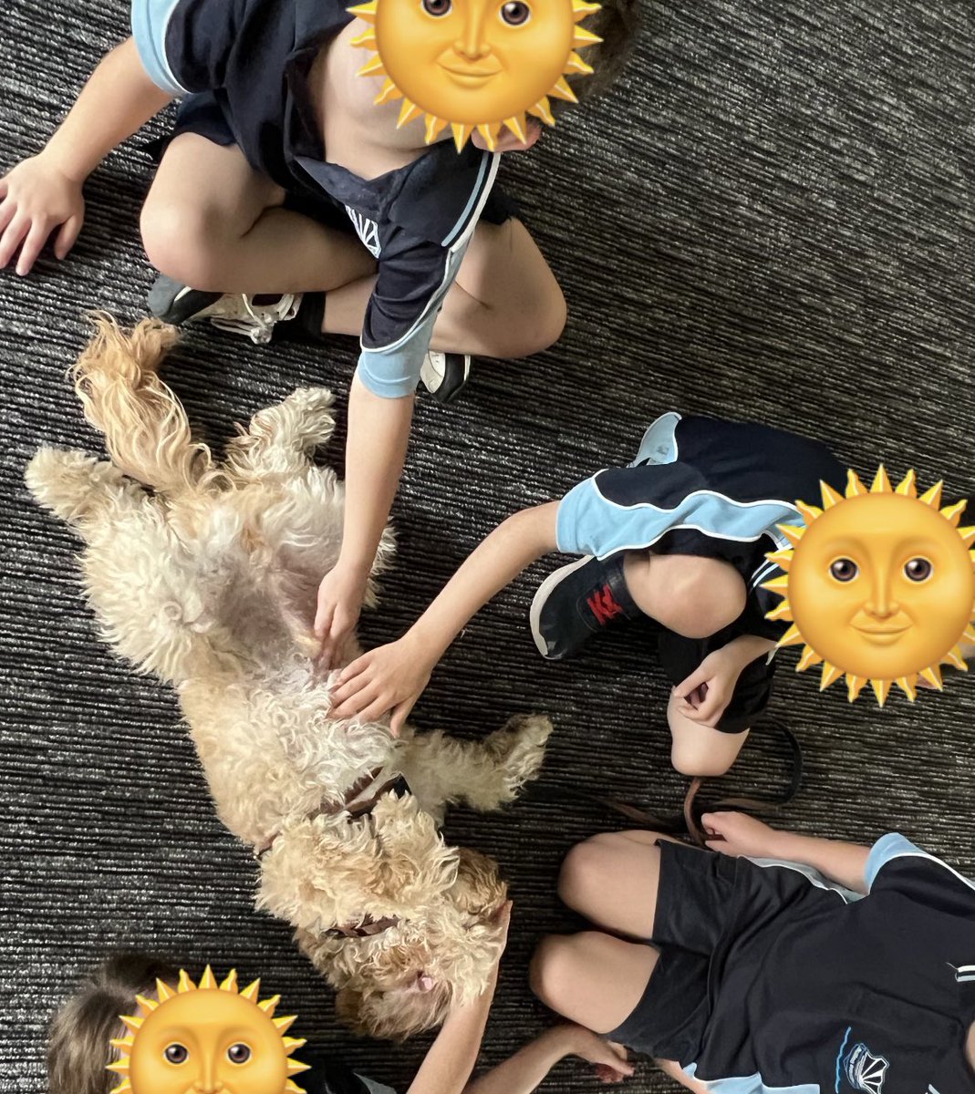 I took Sunny in to work and the students were amazing. A student, who requires support with oral language totally blew me away! He was patting Sunny and saying ‘adorable, fluffy, soft and cute’.