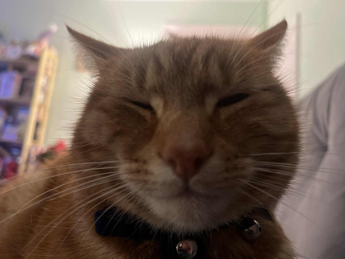 MrTomSenior's tweet photo. Cheddar the cat has gained a bit of podge. We think he’s getting Xmas treats around the neighbourhood when he’s out. I said ‘he’s going a bit Snorlax’. Ems said ‘nah’ and I said: https://t.co/5CmUMJDKUB