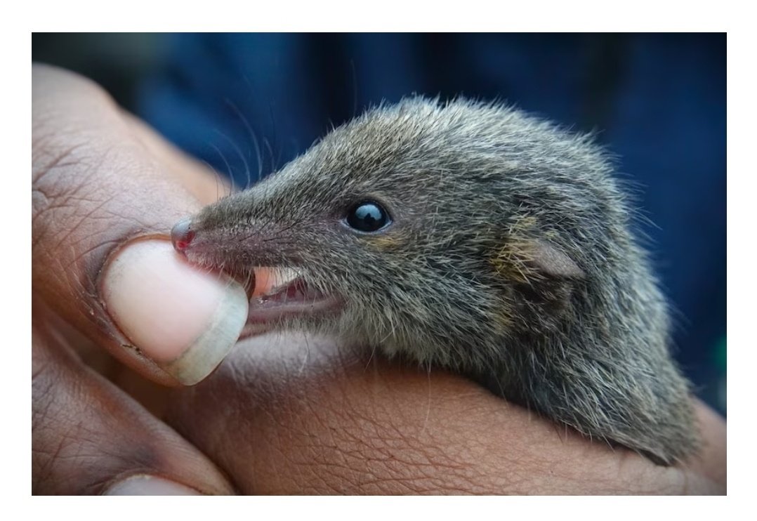 Dr Marissa Parrott (@drmparrott) on Twitter photo What an adventure! It was a privilege to work with our <a href="/ParksVictoria/">Parks Victoria</a> partners surveying remote islands for threatened Swamp antechinus & collecting genetic samples for the first time. These Wilsons Prom islands are conservation arks ❤️
<a href="/ZoosVictoria/">Zoos Victoria</a>
news.com.au/travel/austral… What an adventure! It was a privilege to work with our <a href="/ParksVictoria/">Parks Victoria</a> partners surveying remote islands for threatened Swamp antechinus & collecting genetic samples for the first time. These Wilsons Prom islands are conservation arks ❤️
<a href="/ZoosVictoria/">Zoos Victoria</a>
news.com.au/travel/austral…