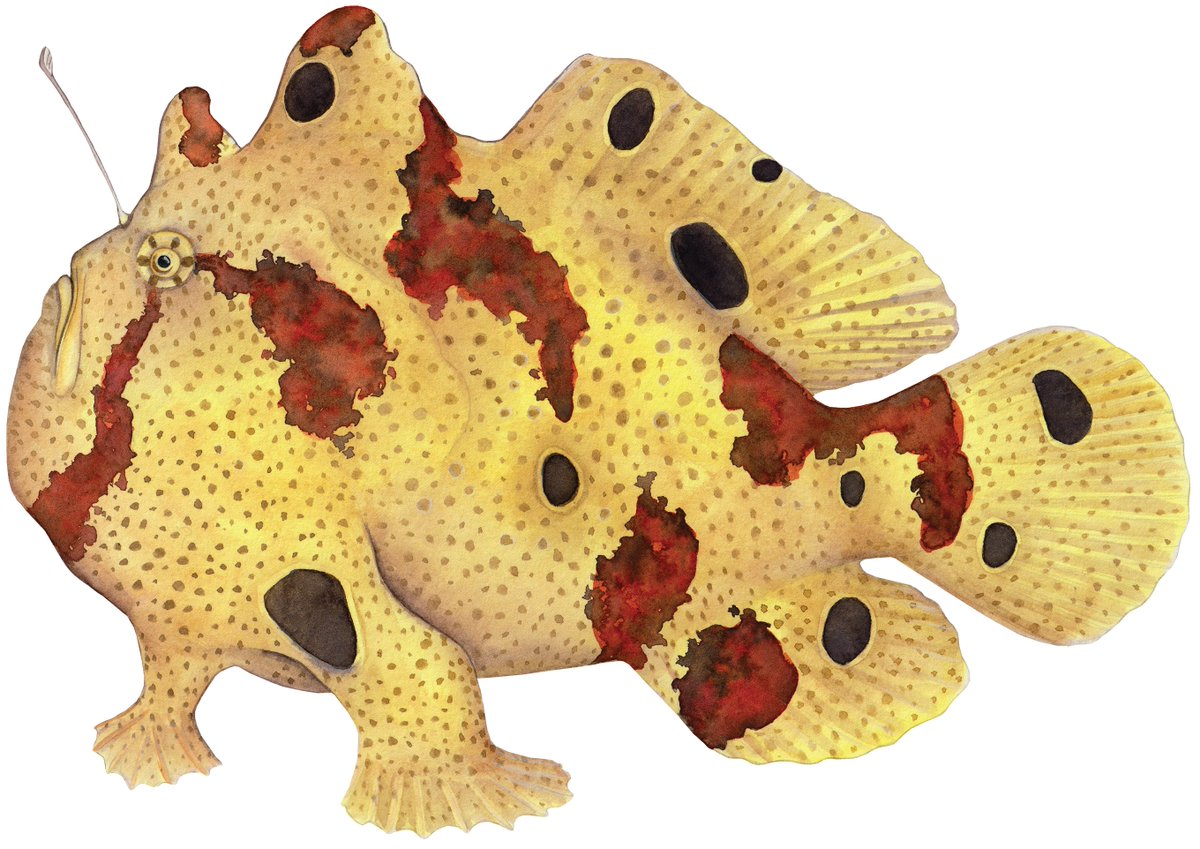 ChaseBrownstein's tweet photo. Always happy to chat with Yale undergraduates about our @TJNear @FishHarrington @seasick_diver @AvaGhezel work on anglerfish evolution!  #biology #deepsea #evolution #Science @jehimes 
https://t.co/pUT3aUEVbs https://t.co/6tRSAuQOPX