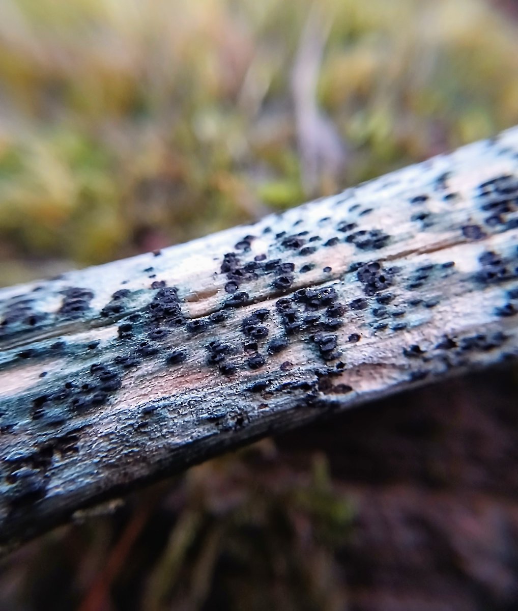 I have seen dead, green-stained Hazel rods in Blaise Woods for some time now but with no macroscopic clues regarding what fungal agent was responsible - until today that is! 🔬suggests ascomata of Lophiostoma viridarium! <a href="/BritMycolSoc/">British Mycological Society</a> #TwitterNatureCommunity