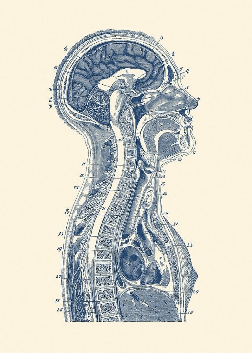 0xEvolution's tweet photo. La principale force d’un bon trader ou businessman va être sa capacité à prendre des décisions efficaces dans des temps limités. 

Voici les 10 pièges mentaux qui contrôlent absolument toutes les décisions que nous prenons 

Psychology Thread : https://t.co/S5UhzTnuUX