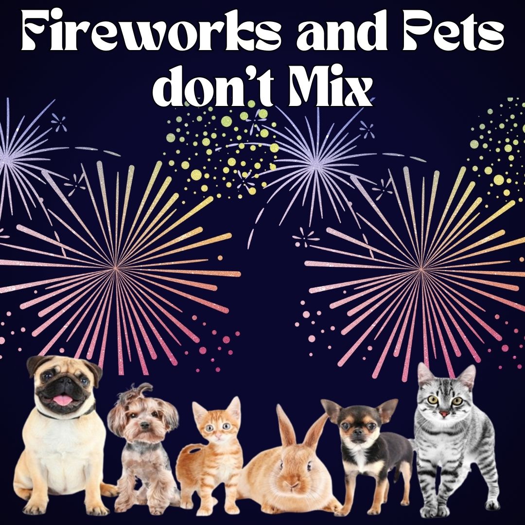 CBDHealthBoutiq's tweet image. Fireworks and Pets Don&apos;t Mix: Keep Your Pets Calm with CBD from CBD+ Health Boutique of Deerfield Beach
The loud noises and bright lights can be terrifying for animals, often leading to stress, anxiety, and even health issues.

#cbdforpets #CBD  #cbddispensary #deerfieldbeach