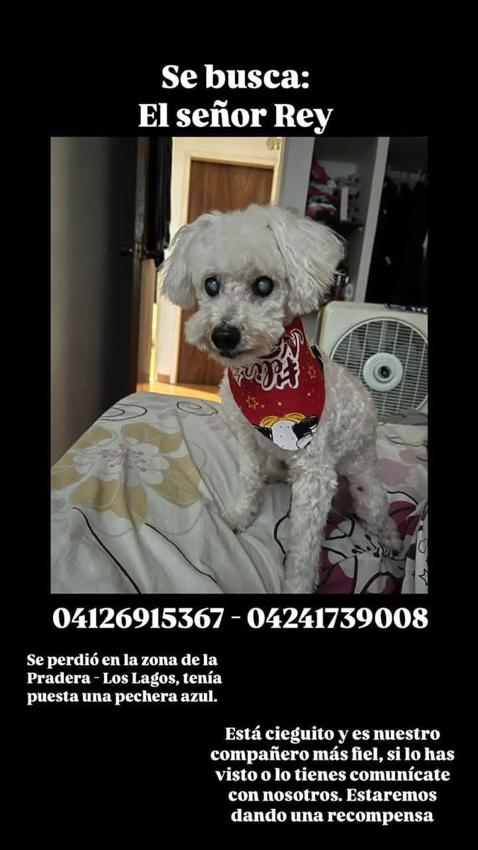 AYUDANOS A ENCONTRAR A NUESTRO MEJOR AMIGO
Hoy 20 de diciembre nuestro mejor amigo escapó de casa de mi mamá y estamos muy desesperados por hallarlo nuevamente. Te pedimos si lo has visto o lo tienes, te comuniques.
Su nombre es Rey, está ciego y bastante mayor. Los Teques