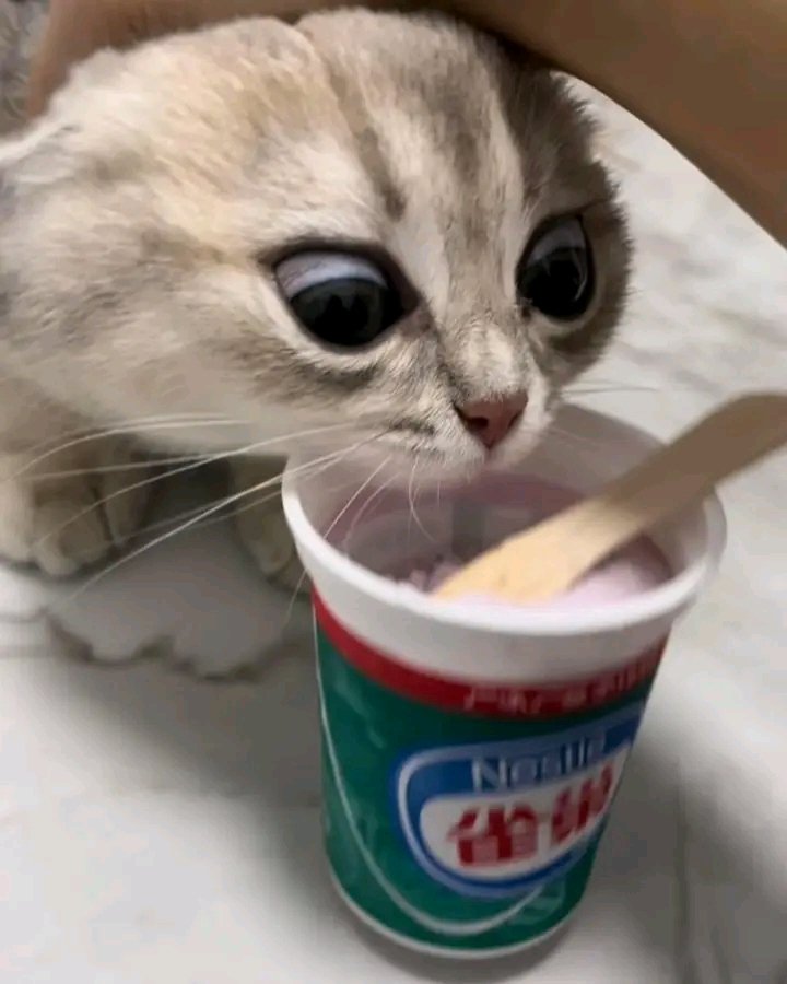 TheCatsX's tweet photo. He cannot be stopped https://t.co/qNTdXEM158
