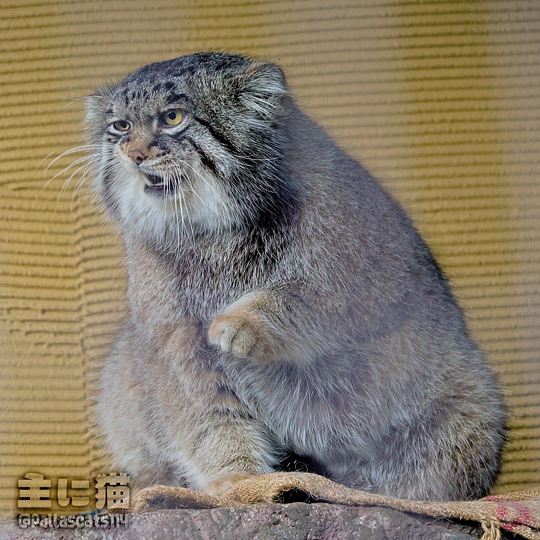 Pallascats114's tweet photo. いい表情のグルーシャ
#旭山動物園 #マヌルネコ #グルーシャ https://t.co/Ef46naYhvN