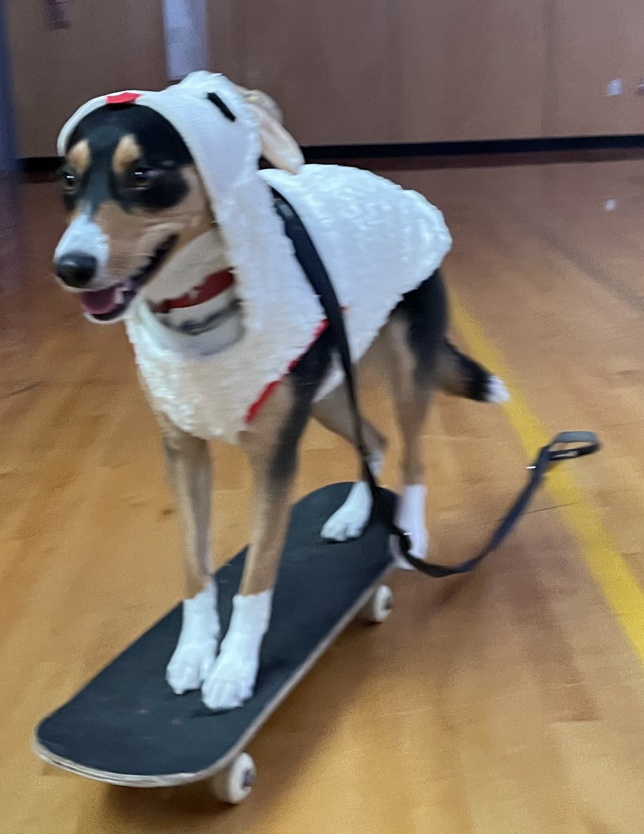 PlymouthCtyDAO's tweet photo. Marshfield Boys and Girls Club transformed into a winter wonderland to welcome the Polar Express today for families, and the Plymouth County Comfort Dogs were merry and bright. #believe https://t.co/jirrj6RHFJ