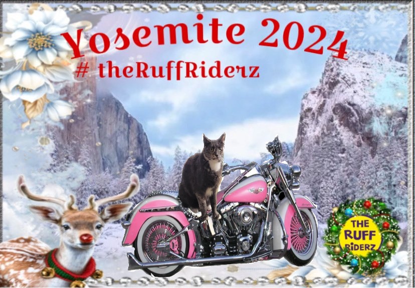 Merry Christmas Everybody!!! Thank you <a href="/pacer_t/">Pacer T Dog</a> For a Fantastic day!!!