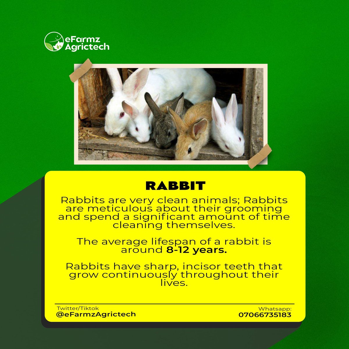 eFarmzAgrictech's tweet photo. Know more about farm produce 🥵🌳 
#rabbit 
#agriculture https://t.co/LSBZPT11Fo