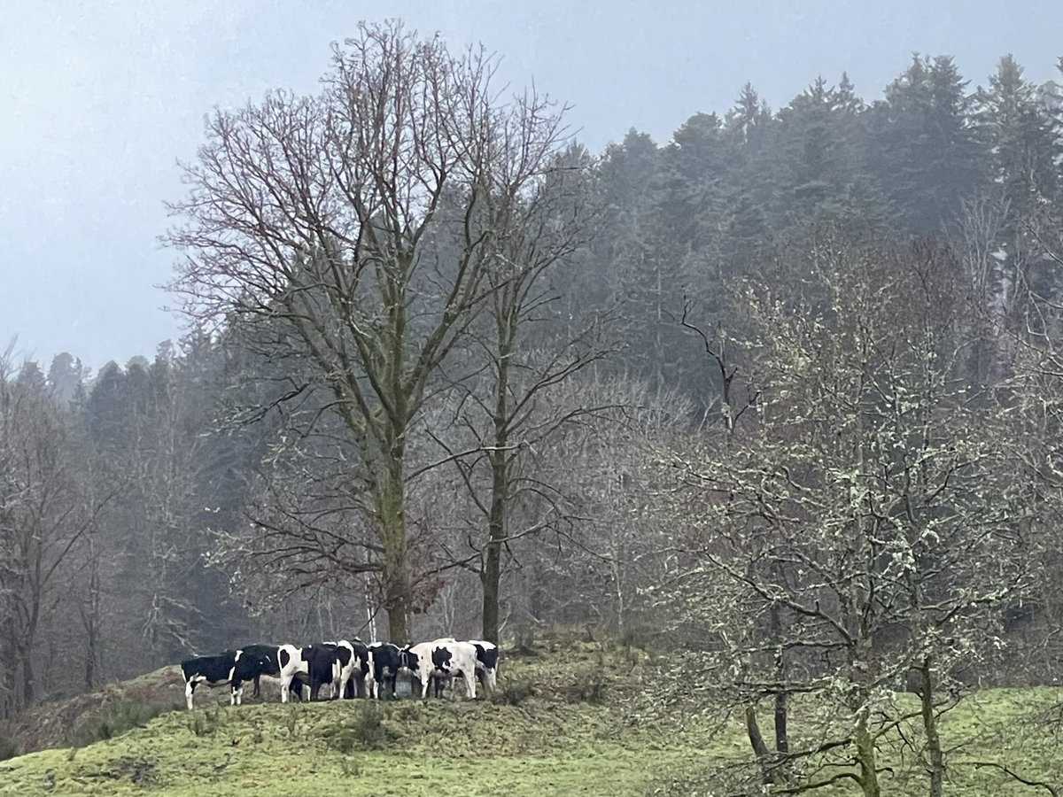 Just hanging with the #cows in the #vosges #france