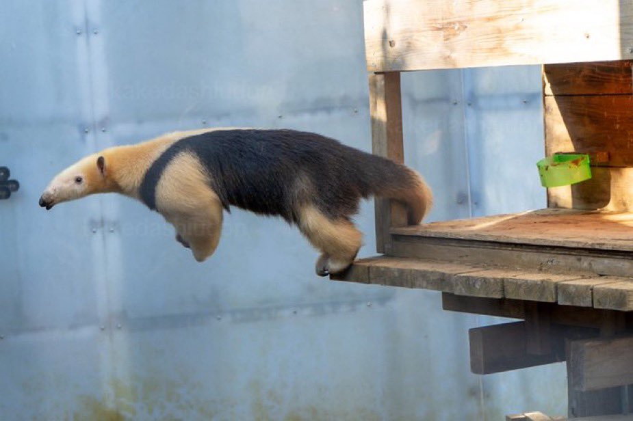 obtuse254843's tweet image. tamandua are the only good argument for “intelligent design” literally a perfect animal