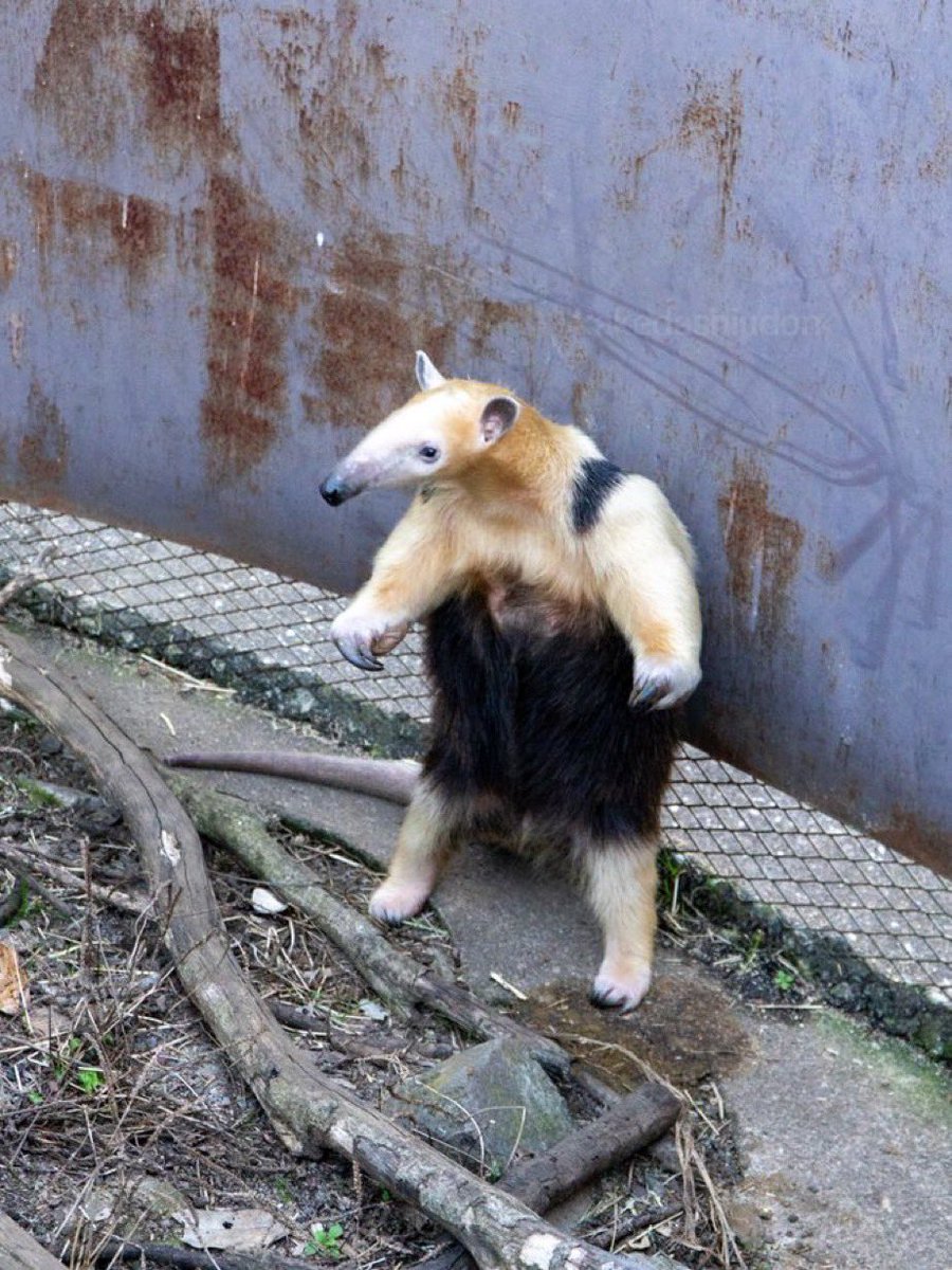 obtuse254843's tweet image. tamandua are the only good argument for “intelligent design” literally a perfect animal