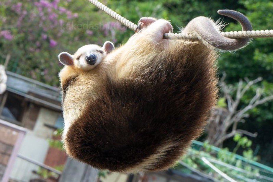 obtuse254843's tweet image. tamandua are the only good argument for “intelligent design” literally a perfect animal