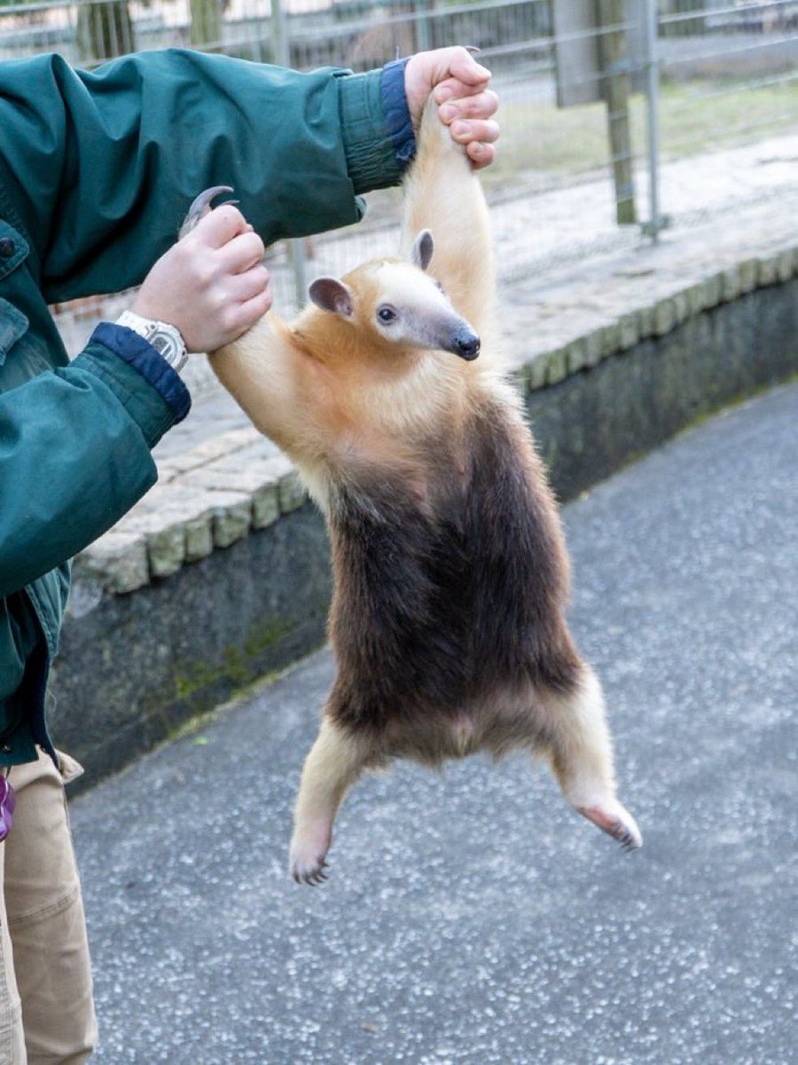 obtuse254843's tweet image. tamandua are the only good argument for “intelligent design” literally a perfect animal