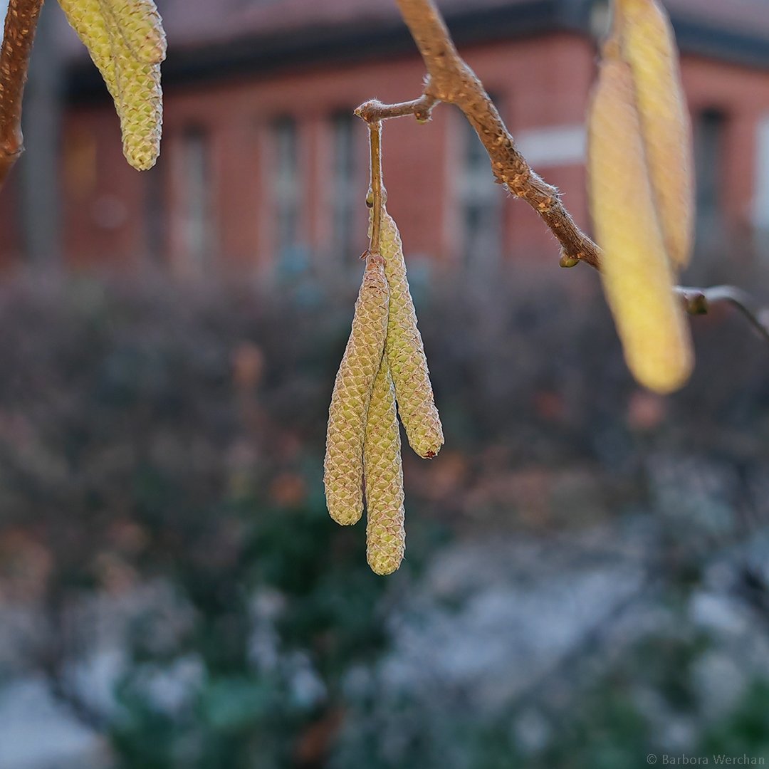pollenstiftung's tweet photo. Wie versprochen, melden wir uns aus der Pollenpause wieder, wenn es etwas zu berichten gibt. 
ℹ️ Aktuell möchten wir Euch mitteilen, dass die 𝗣𝘂𝗿𝗽𝘂𝗿𝗲𝗿𝗹𝗲n (Alnus x spaethii) begonnen haben, zu blühen und zu stäuben. Auch bei vielen 𝗛𝗮𝘀𝗲𝗹n (Corylus) braucht's nur noch ein bisschen Milde bis der Pollenflug verstärkt einsetzt. Einzelne Kätzchen oder einzelne Haselsträucher gehen wie immer voran und können auch jetzt schon Pollen abgeben. Diese frischen Pollenaktivitäten der Erlen und Haseln könnten also lokal bereits für triefende Nasen und juckende Augen verantwortlich sein, besonders bei trockenem und windigem Wetter und deutlichen Plusgraden. Im Großen und Ganzen ist die Luft derzeit allerdings noch weitgehend pollenfrei. Einen kleinen Beitrag zum Thema findet ihr hier: https://t.co/nUMIni4JKb

1. 🖼️ Blühbereite männliche Kätzchen der Purpurerle (Alnus × spaethii), Berlin, 20.12.2024.

2. 🖼️ Fest verschlossene männliche Kätzchen der Schwarzerle (Alnus glutinosa), Berlin, 20.12.2024.

3. 🖼️ Fast blühbereite männliche Kätzchen der Hasel (Corylus avellana), Berlin, 20.12.2024.

4. 🖼️ Noch verschlossene männliche Kätzchen der Hasel (Corylus avellana) am gleichen Strauch wie die Kätzchen im vorherigen Bild, Berlin, 20.12.2024. 

Fotos: © Barbora Werchan @barborawerchan

#Pollenflug #Erlenpollen #Haselpollen #Erle #Purpurerle #Hasel #Heuschnupfen #PIDinformiert #Gesundheit