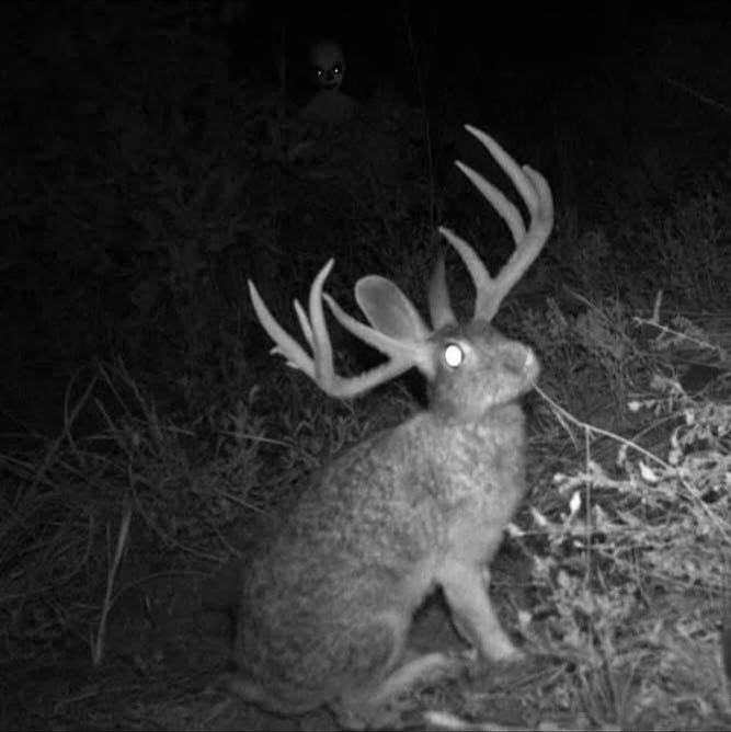 Ears are just not quite big enough so we’re going to pass on this one and give it one more year……#funny #hunting #humor