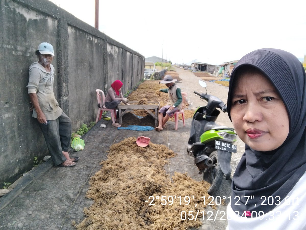 AsridaSyafri's tweet photo. Kamis (5/12/2024), Asrida Syafri, Luhkan Kota Palopo, Pokdakan Hikmah Hidayat Katonik. mendampingi panen RL Eucheuma cottonii, metode longline, panen 25 bentangan (150 kg basah) Harga Rp. 14.500/kg kering
#GiatLuhkanSatminkalMaros
#KotaPalopo
#Panen https://t.co/DuHA5IYiw0