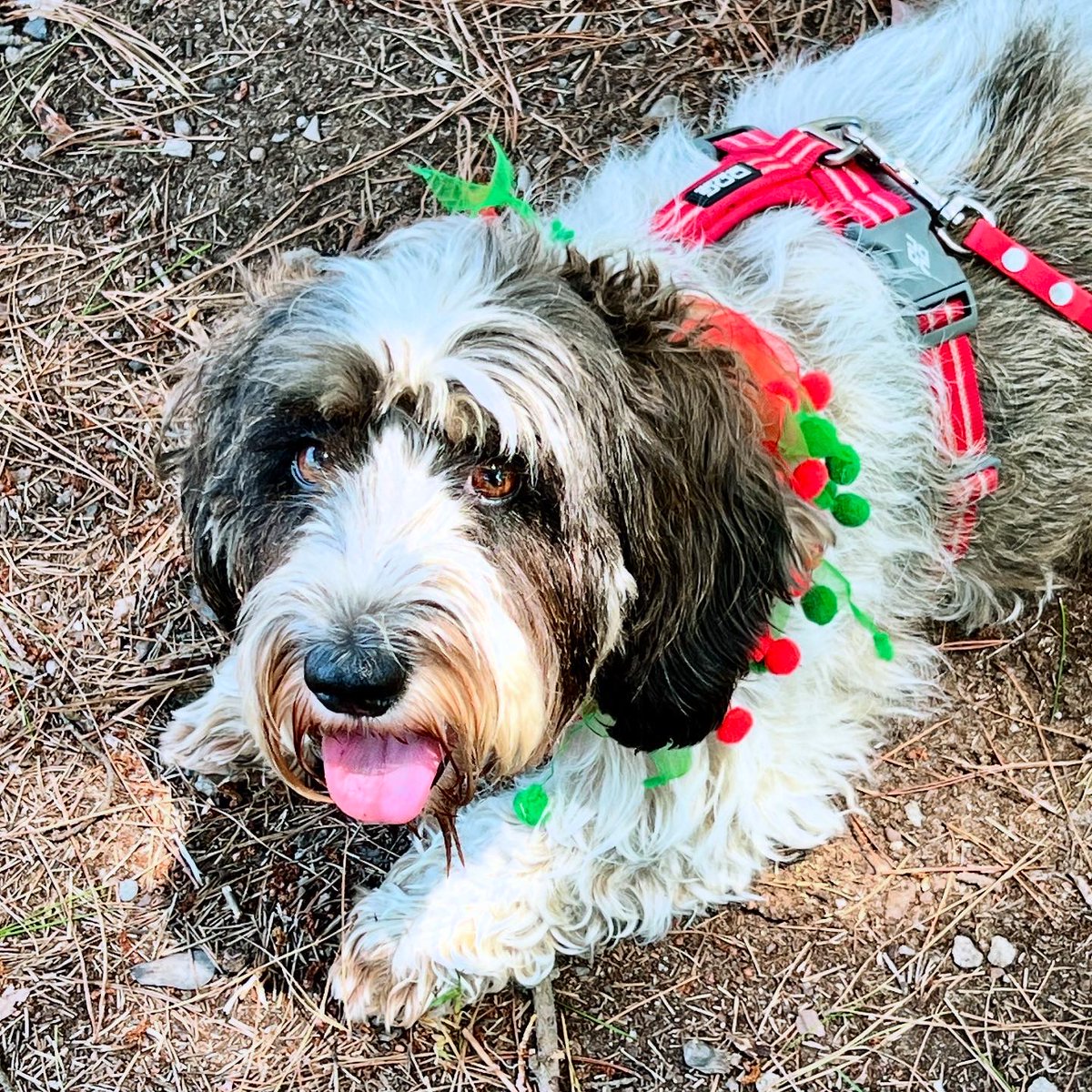 PawBehaviour's tweet photo. Read this comment and sign the petition. Puppy training is an unregulated business as Jennifer has stated..Meaning no qualifications required.Wouldn’t you rather be trained by professionals with over 25 … https://t.co/miZbtlOtWY via @ChangeAUS https://t.co/A281UjLxiT