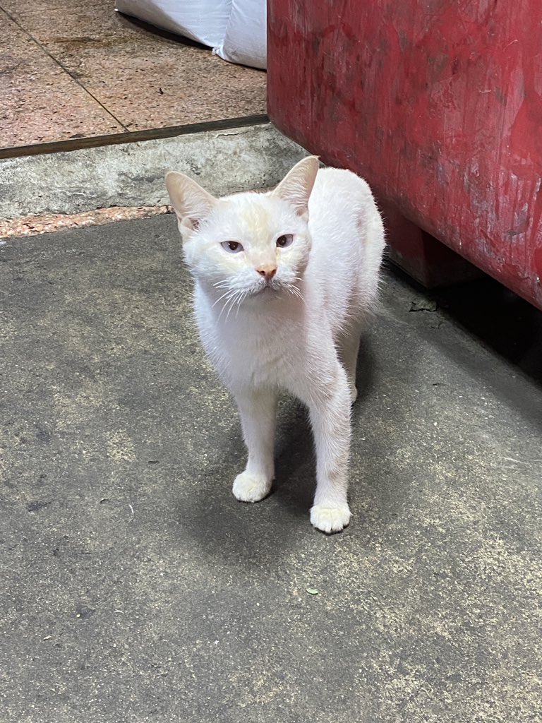 แล้วมันตี๋จิงๆ