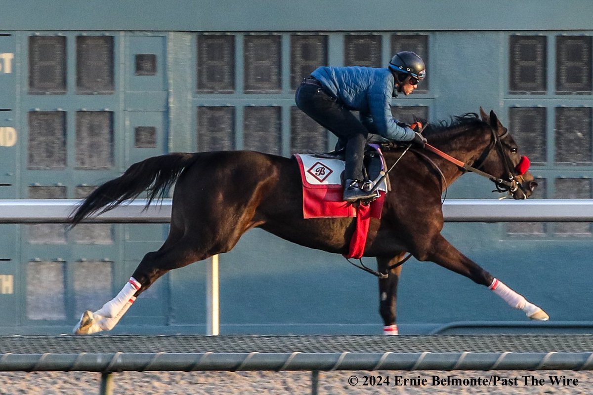 Ernie Belmonte (@erniebphoto93) on Twitter photo Watchtower (4F: 48.40 H) working this morning on the training track under <a href="/JockeyHerrera/">Diego Herrera</a>. Watchtower (4F: 48.40 H) working this morning on the training track under <a href="/JockeyHerrera/">Diego Herrera</a>.