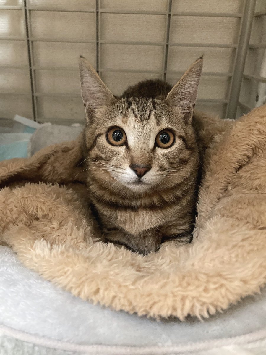 お久しぶりです❣️

保護猫譲渡会で出会った子猫が17日に我が家に来ました🙌

生後4ヶ月です！
名前はマリモに決まりました😊

これは初日のゲージの中で緊張してる写真です✨️

我が家に来てくれてありがとう(∩´∀`∩)💕現在トライアル中ですヾ(&gt;᎑&lt;`๑)ﾖｼﾖｼｨ