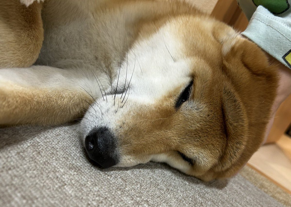 カチューシャ🎶

#柴犬大好き #柴犬がいる暮らし　#柴犬 #柴犬のいる幸せ #柴犬のいる生活　#柴との暮らし  #柴犬との暮らし #リンパン　
#柴犬が好きすぎるで使っていいよ