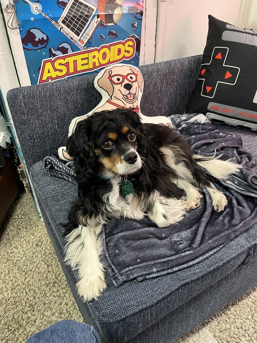 My office assistant really needs to start chipping in 🤣