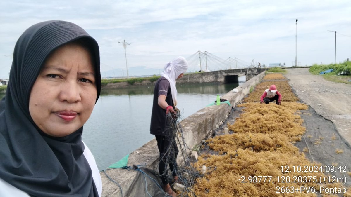 AsridaSyafri's tweet photo. Selasa (10/12/2024), Asrida Syafri, Luhkan Kota Palopo, Pokdakan seven star, mendampingi panen RL  eucheuma cottonii, metode long line, panen 20 bentangan (120 kg basah) harga Rp. 14.500/kg kering
#GiatLuhkanSatminkalMaros
#KotaPalopo
#Panen https://t.co/SiHLW8Vm7Z
