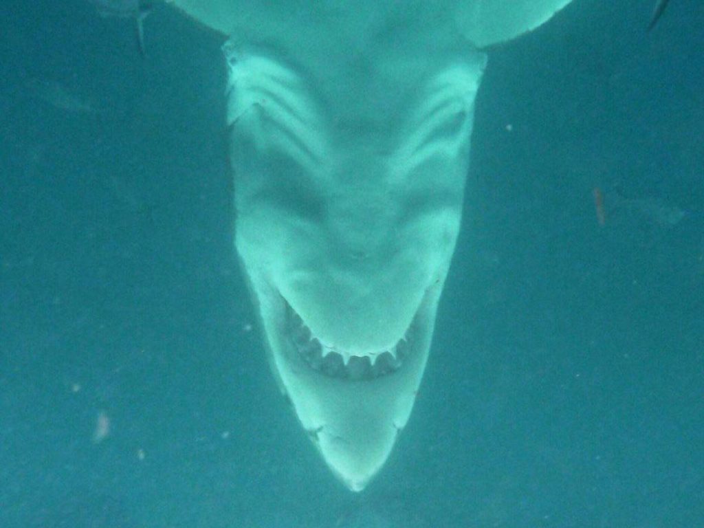 EAAPosts's tweet photo. @AMAZlNGNATURE Great white shark when shot upside down! https://t.co/I1shCAglJP