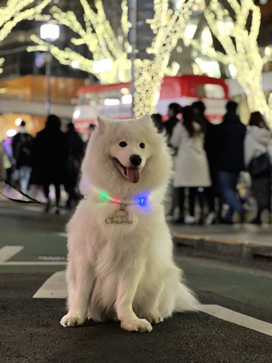 サモエド！』と通りすがりに言われたので振り返ったら『ぎゃああああ
