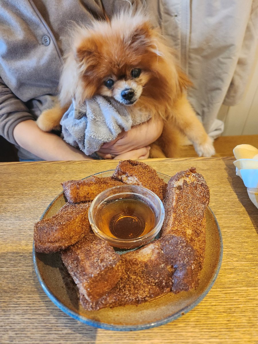 KITU0316's tweet photo. しんのすけとフレンチトースト🍞
最近日曜日はこれを食べにしんのすけとやって来ます。しんのすけは興味津々です！
#lowjean
#ロージーン
#ポメラニアン
#犬のいる幸せ 
#老犬 
#犬の介護 https://t.co/BVNA2jeJol
