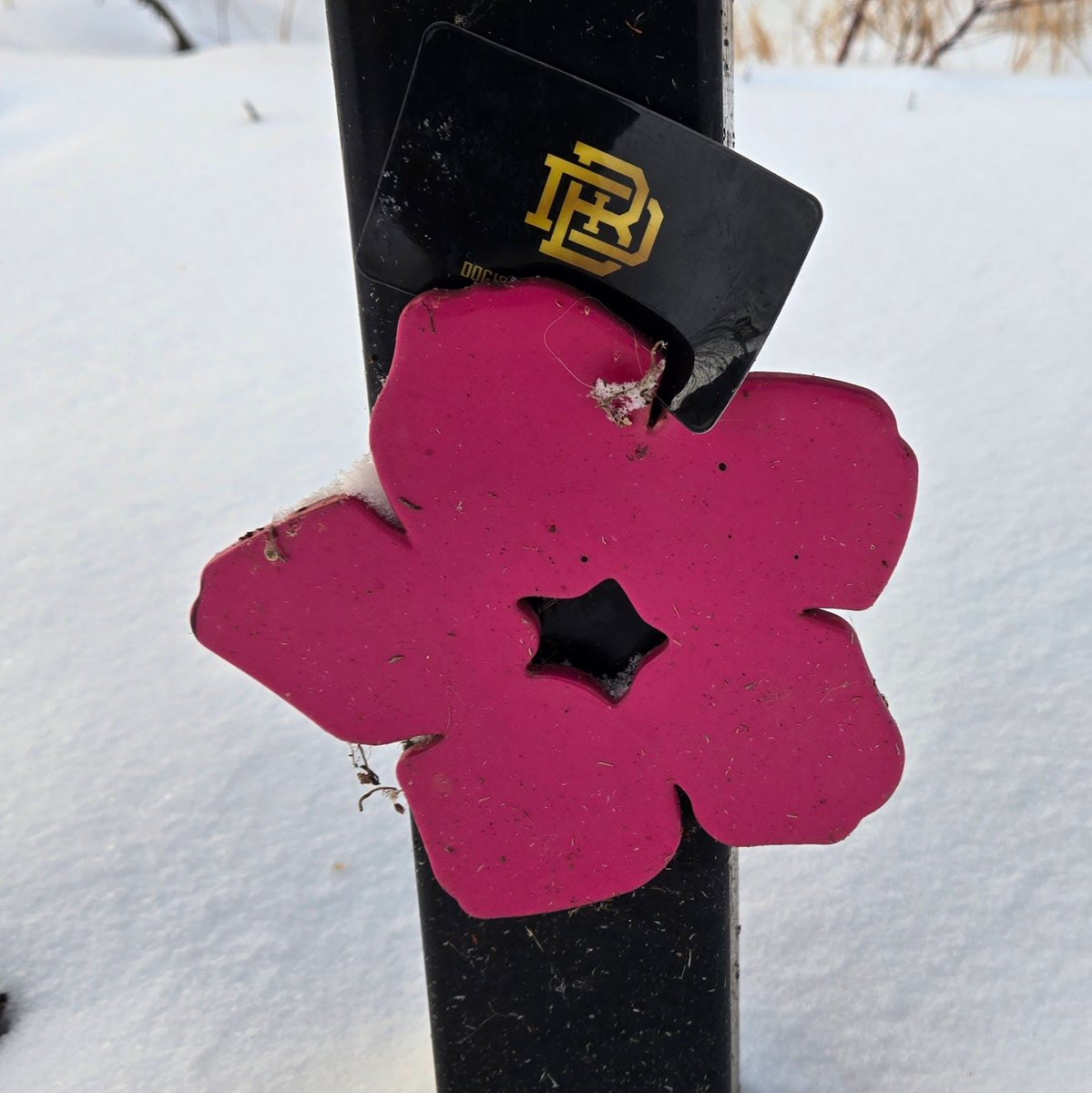 🎶On the tenth day of Christmas, Dog Island gave to me...wild rose Alberta!
#christmas #giftcard #beer #winter #treasure #fun #cold #coldbeer