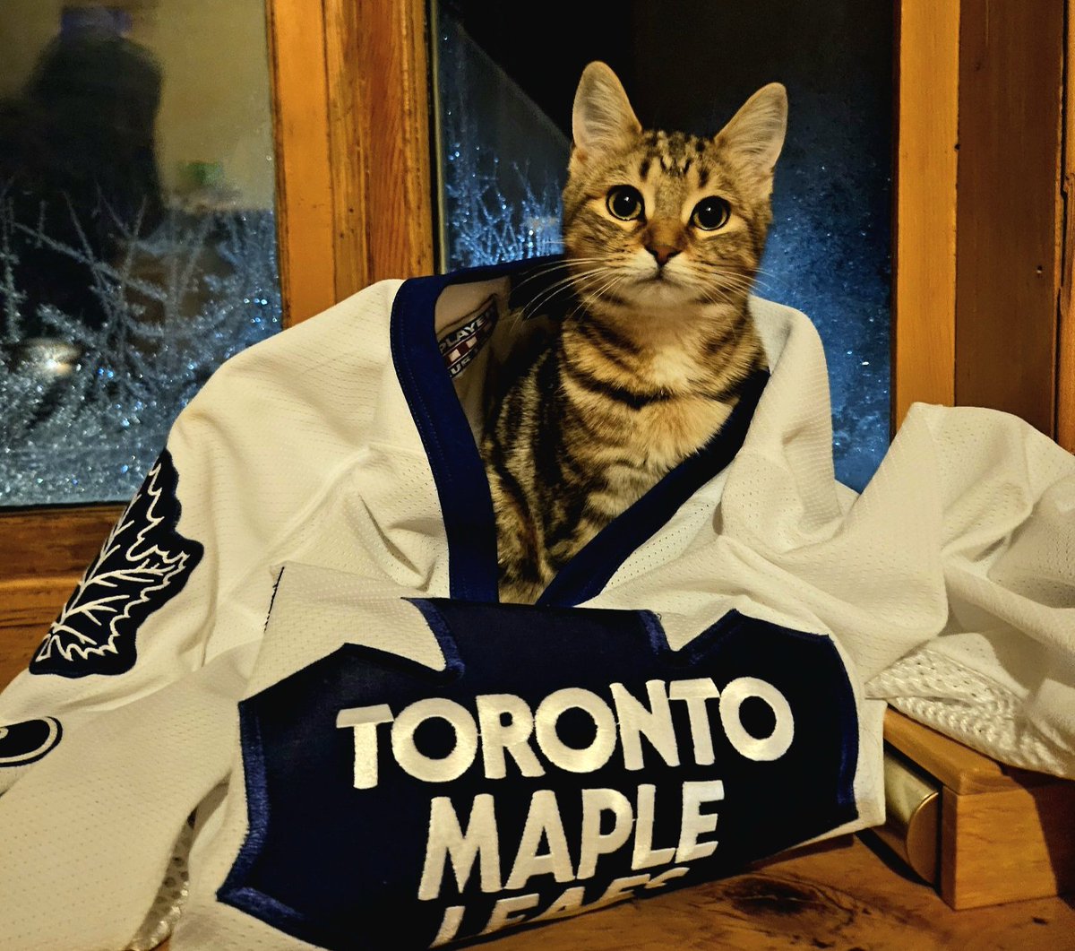 #ChewyLeafsMVPets
Taiga cheering for number 11 while wearing dads number 28