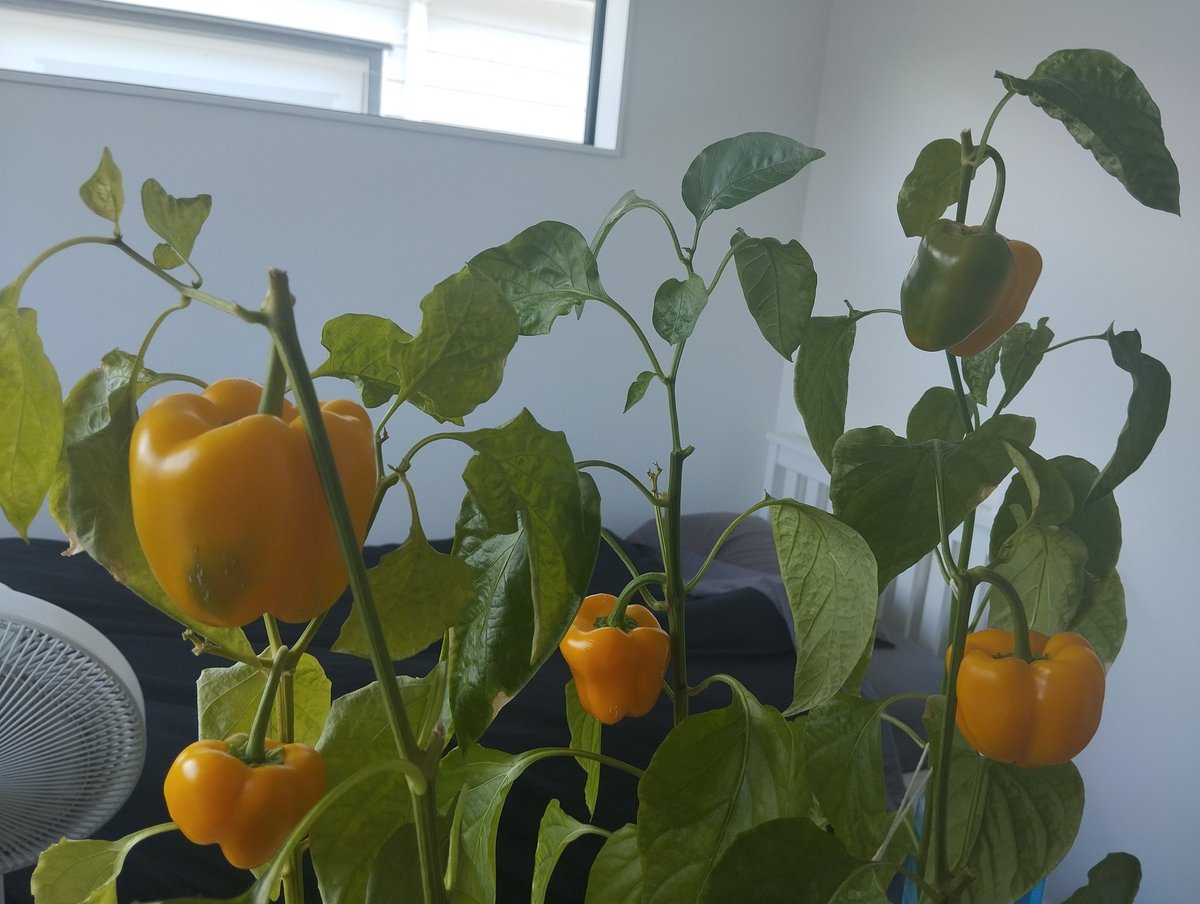 _ningalu's tweet photo. funny experiment this year. would have been cool to take them all the way to red but one is already going soft on the plant https://t.co/vP2DYVfAVV