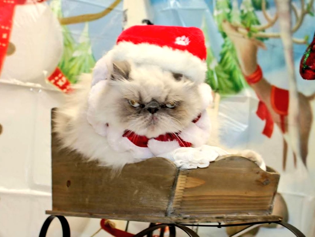 t_jh2009's tweet photo. A #Caturday flashback photo of #Shemp posing for a #MeowyCatmas photo taken years ago at the V-E-T's office. π
ππΎ https://t.co/SQrJb9vgYK
